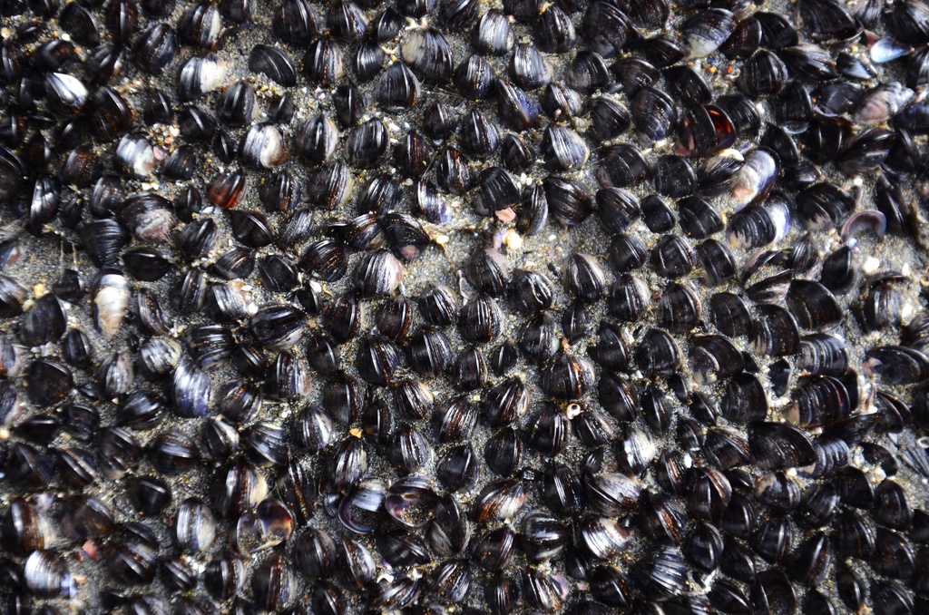 2017-03 New Zealand/Auckland Centenial Park/DSC_0033.JPG